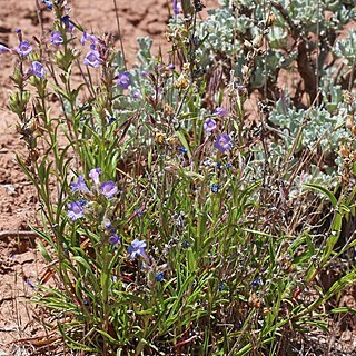 Penstemon goodrichii unspecified picture