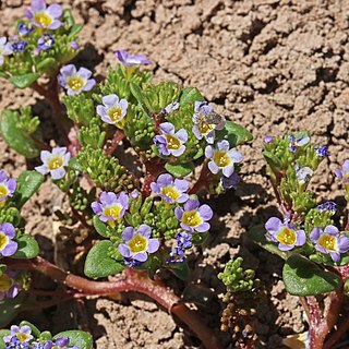 Phacelia demissa unspecified picture