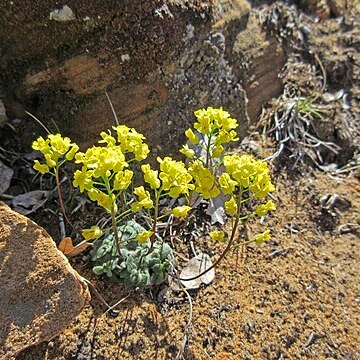 Draba zionensis unspecified picture