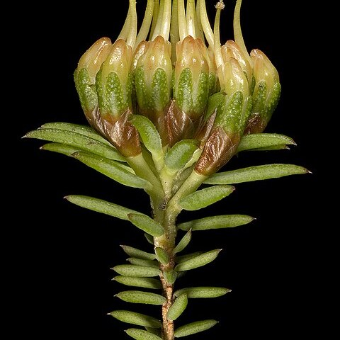 Darwinia hortiorum unspecified picture