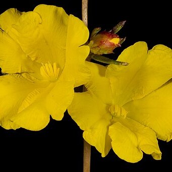 Hibbertia aurea unspecified picture