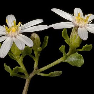 Olearia muelleri unspecified picture