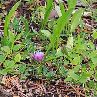 Trifolium parryi unspecified picture