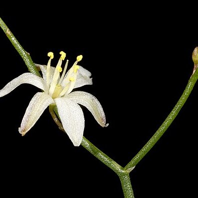 Corynotheca micrantha var. micrantha unspecified picture