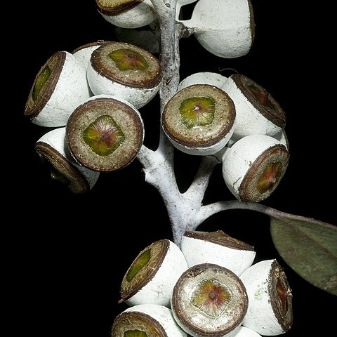 Eucalyptus campaspe unspecified picture