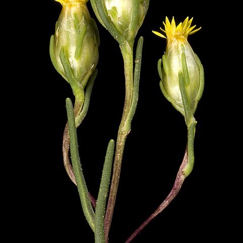 Erymophyllum unspecified picture