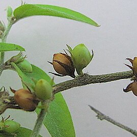 Evolvulus latifolius unspecified picture