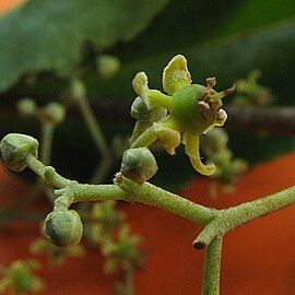 Hippocratea volubilis unspecified picture