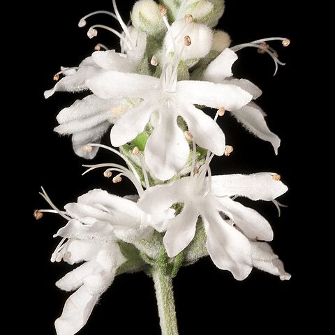 Teucrium eremaeum unspecified picture