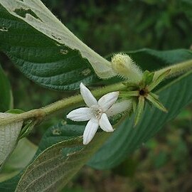 Sabicea cinerea unspecified picture