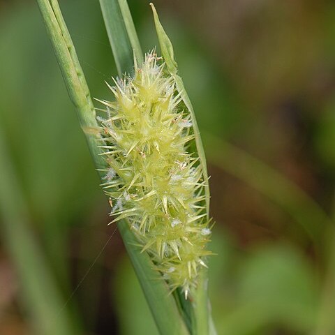 Cenchrus tribuloides unspecified picture