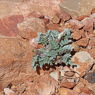 Astragalus welshii unspecified picture