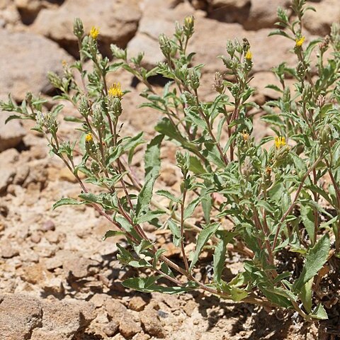 Xanthisma grindelioides unspecified picture