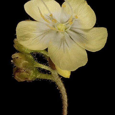 Drosera citrina unspecified picture