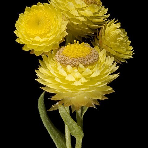 Rhodanthe citrina unspecified picture