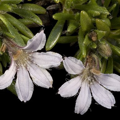 Scaevola humifusa unspecified picture