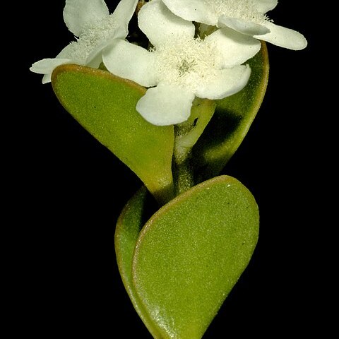 Logania buxifolia unspecified picture