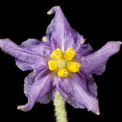 Solanum terraneum unspecified picture