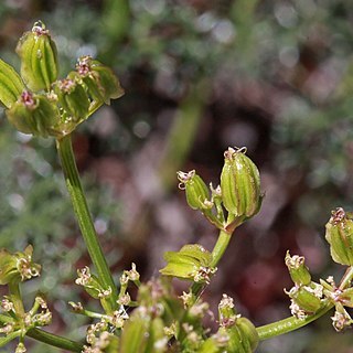 Cymopterus terebinthinus var. foeniculaceus unspecified picture