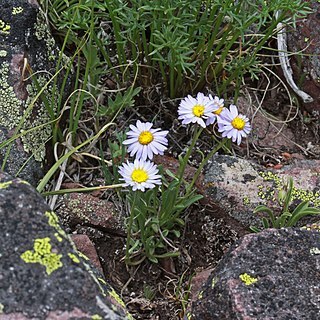 Erigeron untermannii unspecified picture