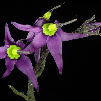 Halgania solanacea unspecified picture