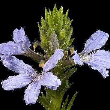 Scaevola nitida unspecified picture