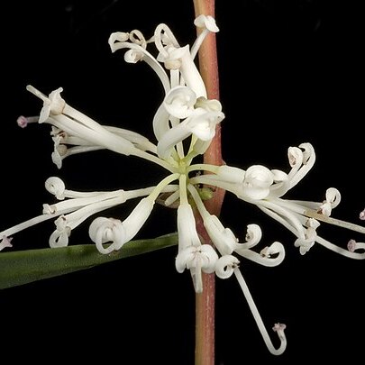 Hakea linearis unspecified picture