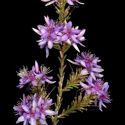 Calytrix sylvana unspecified picture