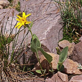 Arnica rydbergii unspecified picture