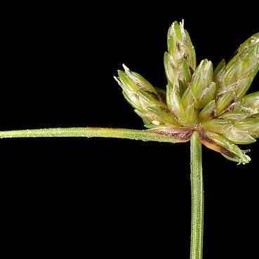 Isolepis marginata unspecified picture