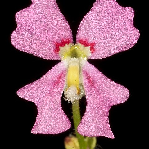 Stylidium ecorne unspecified picture