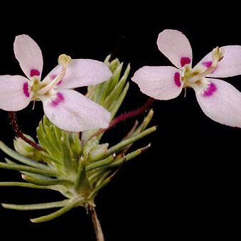 Stylidium repens unspecified picture