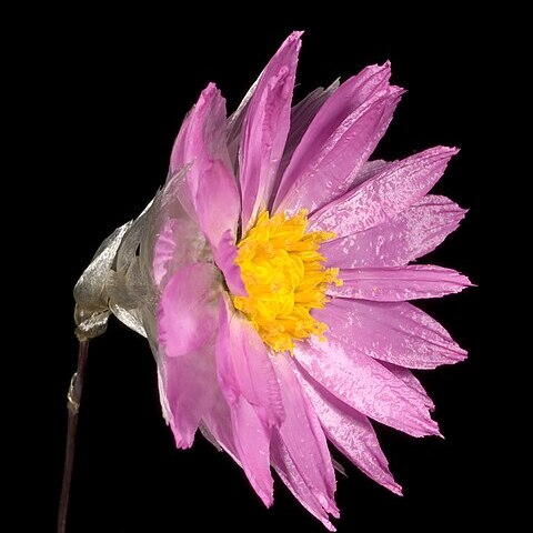 Rhodanthe manglesii unspecified picture