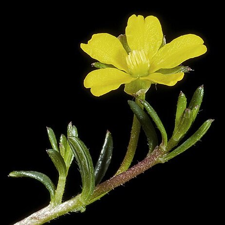 Hibbertia avonensis unspecified picture