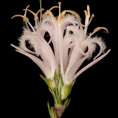 Andersonia aristata unspecified picture