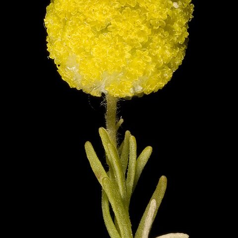 Calocephalus francisii unspecified picture