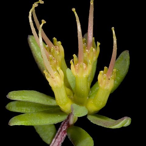 Darwinia thymoides unspecified picture