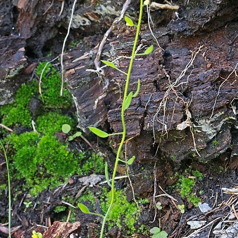 Draba albertina unspecified picture