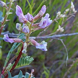 Astragalus lentiginosus var. palans unspecified picture