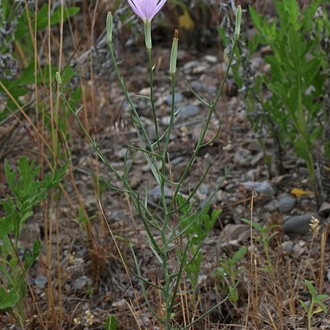 Lygodesmia grandiflora var. dianthopsis unspecified picture