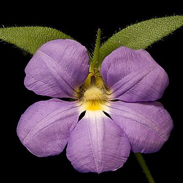 Scaevola striata unspecified picture