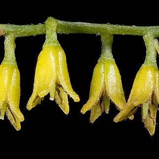 Persoonia graminea unspecified picture