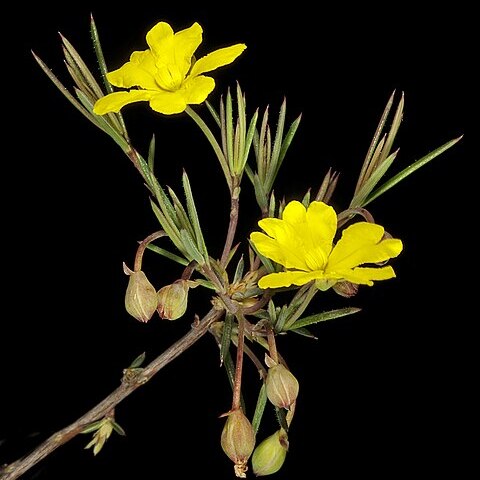 Hibbertia acerosa unspecified picture