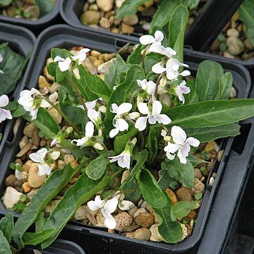 Viola japonica unspecified picture