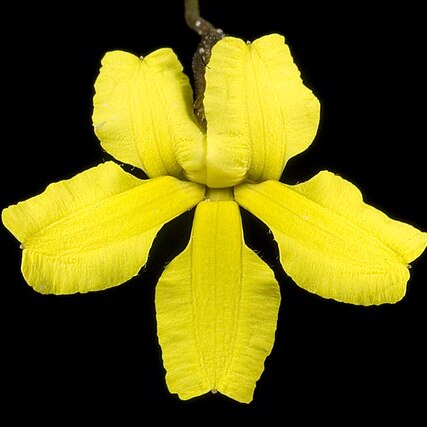 Goodenia concinna unspecified picture