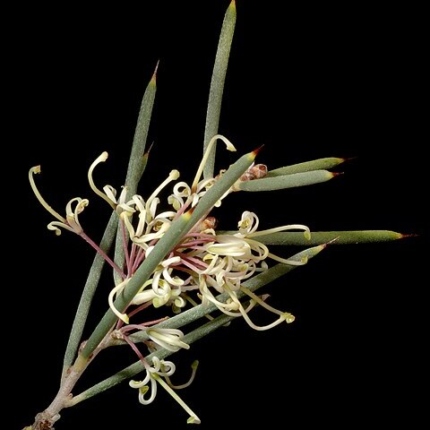 Hakea preissii unspecified picture