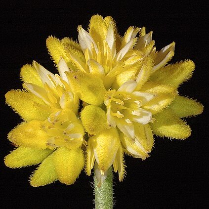 Conostylis aculeata unspecified picture