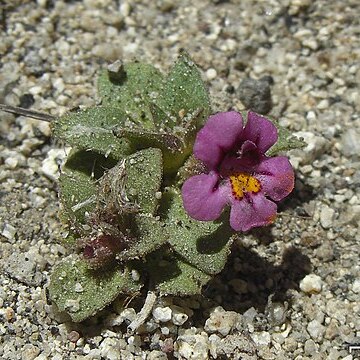 Diplacus jepsonii unspecified picture