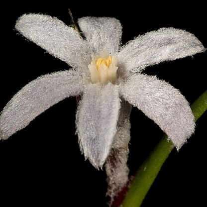 Tribonanthes violacea unspecified picture