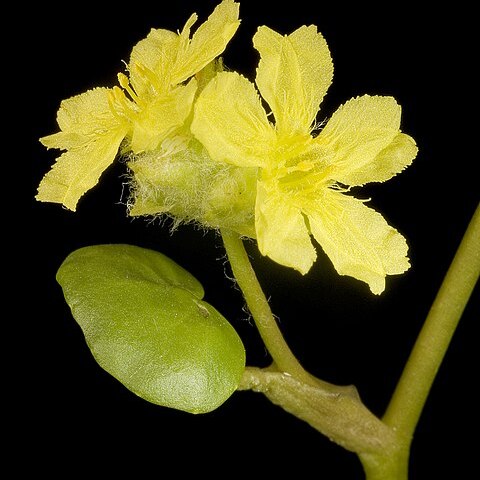 Liparophyllum capitatum unspecified picture